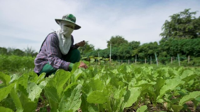 Gardeners are inspecting the bok choy planted in the plot