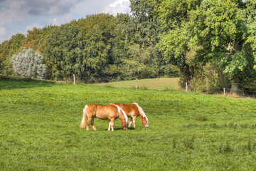 Two horses graze in a gently rolling landscape, a serene pastoral scene of tranquility and harmony with nature.