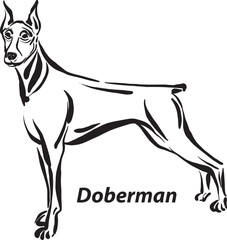 black and white dogs Doberman breed design line art most popular brush stroke freehand draw vector illustration