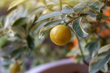 Closeup Orange tree or Citrus Japonica Thunb with sunlight in the garden.