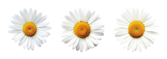 Collection of set White daisy flower isolated on transparent background. PNG file, cut out - Powered by Adobe
