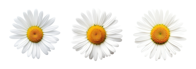 Collection of set White daisy flower isolated on transparent background. PNG file, cut out