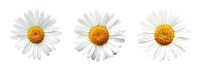  Collection of set White daisy flower isolated on transparent background. PNG file, cut out ©  Jannatul Koraise