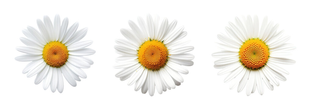 Fototapeta Collection of set White daisy flower isolated on transparent background. PNG file, cut out