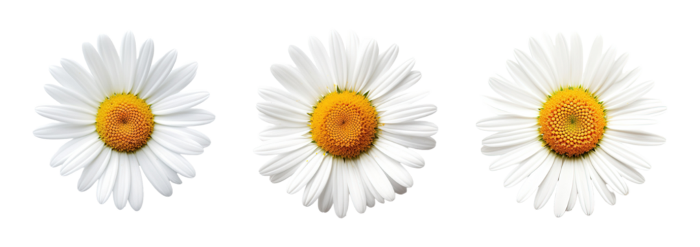 Collection of set White daisy flower isolated on transparent background. PNG file, cut out