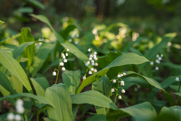 Sunbeam illuminating blooming lily of the valley in forest. Beautiful evening time in pine forest, tender white Convallaria majalis covered in warm evening sunlight coming through the branches