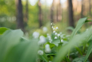 Zelfklevend Fotobehang Close up on lily of the valley flower blooming in pine forest. Beautiful spring flowers (Convallaria majalis) in forest © Vitalii