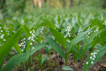 Many flowers of lily of the valley blooming on the lawn in pine forest. Spring flowers, tender white lily of the valley in full bloom
