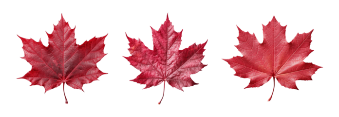Collection of set Red sugar maple leaf isolated on transparent background. PNG file, cut out