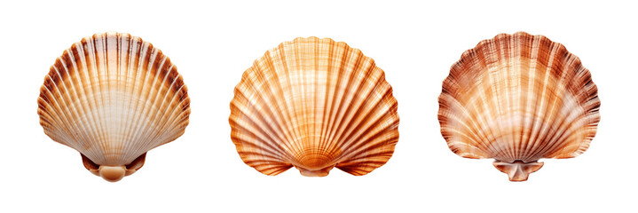 Collection of set Scallop shell isolated on transparent background. PNG file, cut out