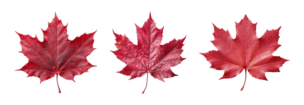 Collection of set Red sugar maple leaf isolated on transparent background. PNG file, cut out