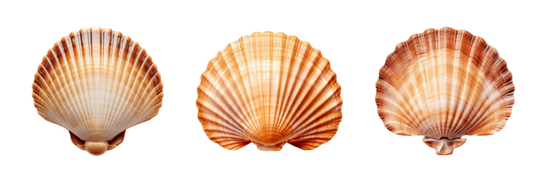 Collection of set Scallop shell isolated on transparent background. PNG file, cut out