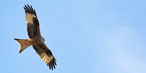 Rotmilan im Flug vor blauem Himmel