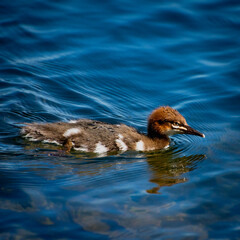 great crested grebe