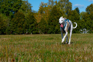 A dog running in a clearing, an English greyhound