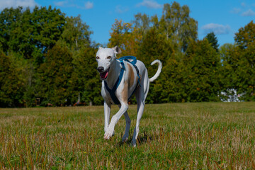 A dog running in a clearing, an English greyhound