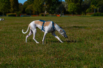 A dog running in a clearing, an English greyhound