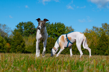 Obraz na płótnie Canvas Two dogs in a clearing, greyhound