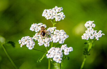 Yarrow flowers on a green natural background
