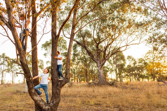 Aussie boys climbing up gum tree in rural paddock at sunset