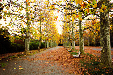 Naklejka premium Rows of fallen ginkgo trees on the ground and empty benches in the evening, inside a park, Tokyo, Japan.