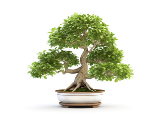 Image of beautiful thai socotranum tree in a pot on white background. Flower, Illustration, Generative AI.