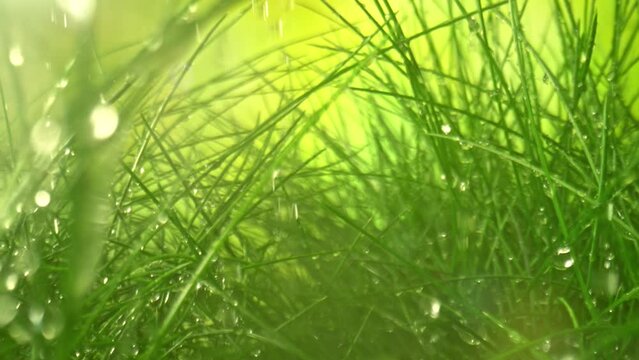 Super Slow Motion Macro Shot of Camera Sliding Between Fresh Green Grass in Rain at 1000fps.
