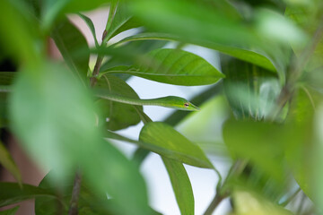 A camouflaged snake hides among the leaves, its watchful eyes scanning the surroundings. Its sleek body blends seamlessly with the foliage, making it virtually invisible to the untrained eye.