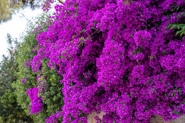 Obraz premium Lots of purple Bougainvillea flowers on the street.