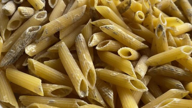 Weevils on spoiled pasta. Insects in food
