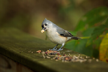 A Tufted Titmouse eats bird seed left on a wooden bridge railing in a woodland area.