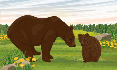 A brown bear and her cub are resting in a meadow. Realistic vector landscape with wild animals