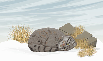 Pallas cat sleeps in the snow near large stones. Wild animals of Asia in winter. Realistic vector landscape