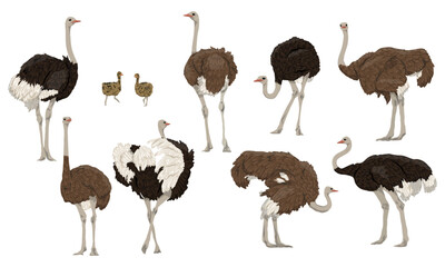 Set of males, females and chicks of African ostrich. Large wild birds of Africa. Realistic vector animal