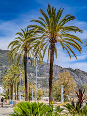 Palmiers au centre de Nice 