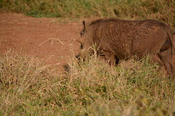 Single wild hog standing in the Busch.