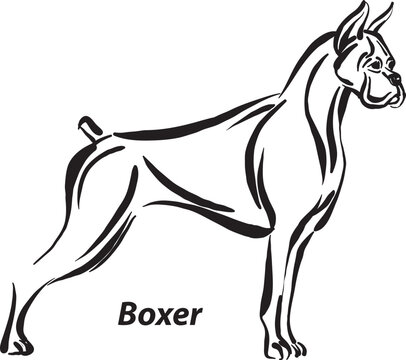 black and white dogs Boxer breed design line art most popular brush stroke freehand draw vector illustration