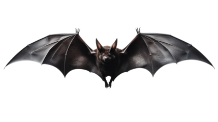 Halloween silhouette black bat on transparent background.