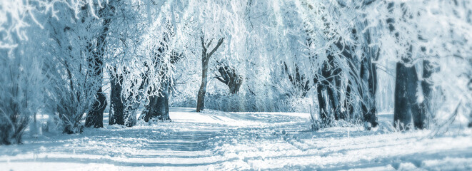 sunny winter forest idyll with white snowy trees, nature scene banner background with copy space...