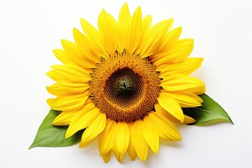 A bright and isolated sunflower in full bloom, its golden petals radiating the warmth of summer.
