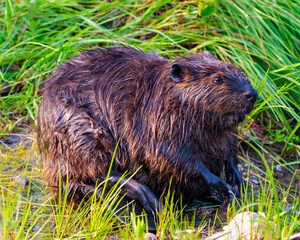 Beaver Photo and Image.  Close-up side view grooming its wet fur and displaying, tail, paws in its environment with a grass background.