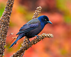 Common Grackle Image and Photo.  Grackle close-up side view perched on dried mullein stalks plant with autumn orange background in its environment and habitat.