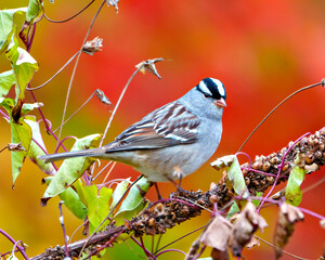 White-crowned Sparrow Photo and Image. Sparrow close up side view perched on a branch with autumn orange background in its environment.