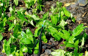 A sprinkler watering the garden in the afternoon, environment concepts.