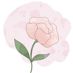 pink rose flower on white, peony flower, minimalistic flower, watercolour flower, digital watercolour