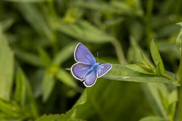 Beautiful (Lycaenidae) Blue Butterfly close up in the garden 