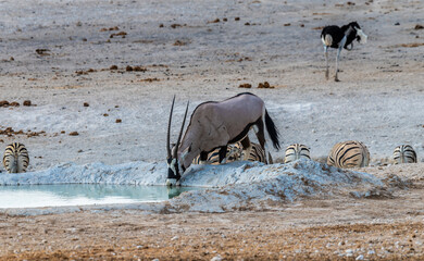 A view of an Oryx drinking at a waterhole in the morning in the Etosha National Park in Namibia in...