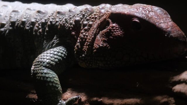 The caiman lizard is a species of large semi-aquatic lizard from the teiidae family. Close-up 