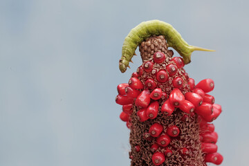 A tobacco hornworm is eating anthurium fruit. This bright green caterpillar has the scientific name...