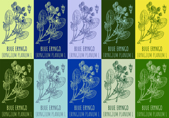 Set of vector drawing of BLUE ERYNGO in various colors. Hand drawn illustration. Latin name ERYNGIUM PLANUM L.